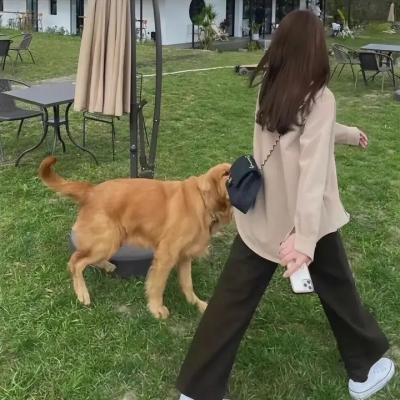 冷静，叔比狗!